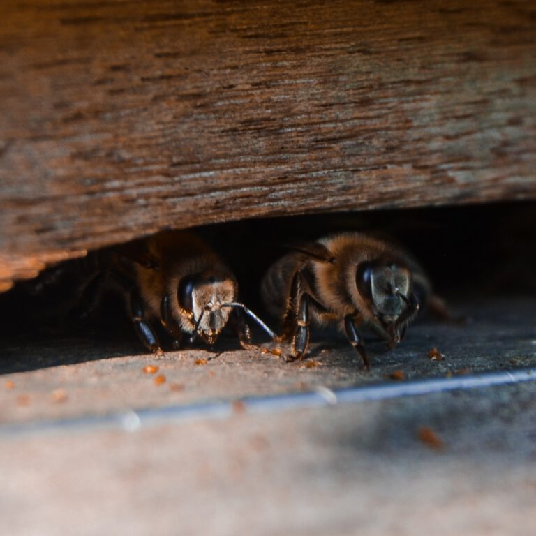 Bijen die de ingang bewaken