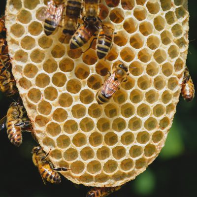 raat; honingraat; raam; natuurbouw; bij; bijen; honingbij; bijenvolk; lente; voorjaar